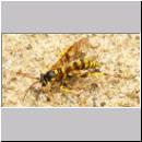 Banchus sp - Schlupfwespe 01 12mm Sandgrube Niedringhaussee.jpg